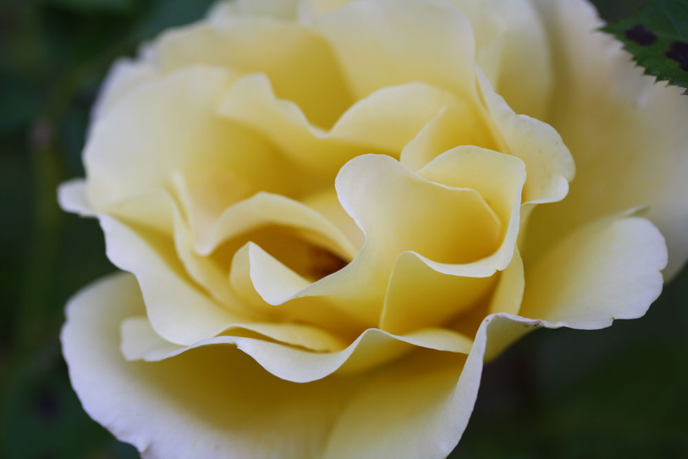 une rose jaune