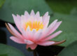 Fleur de nénuphar ouverte