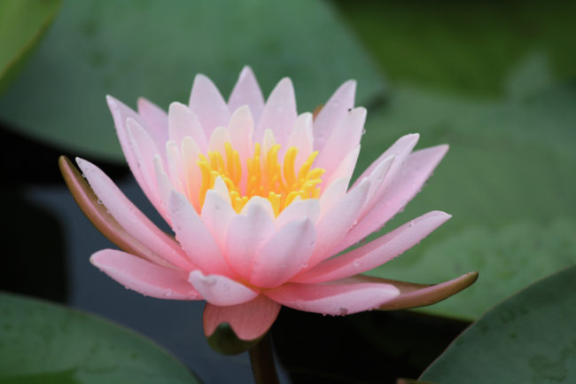 nenuphar-rose-ouvert Fleur de nénuphar ouverte