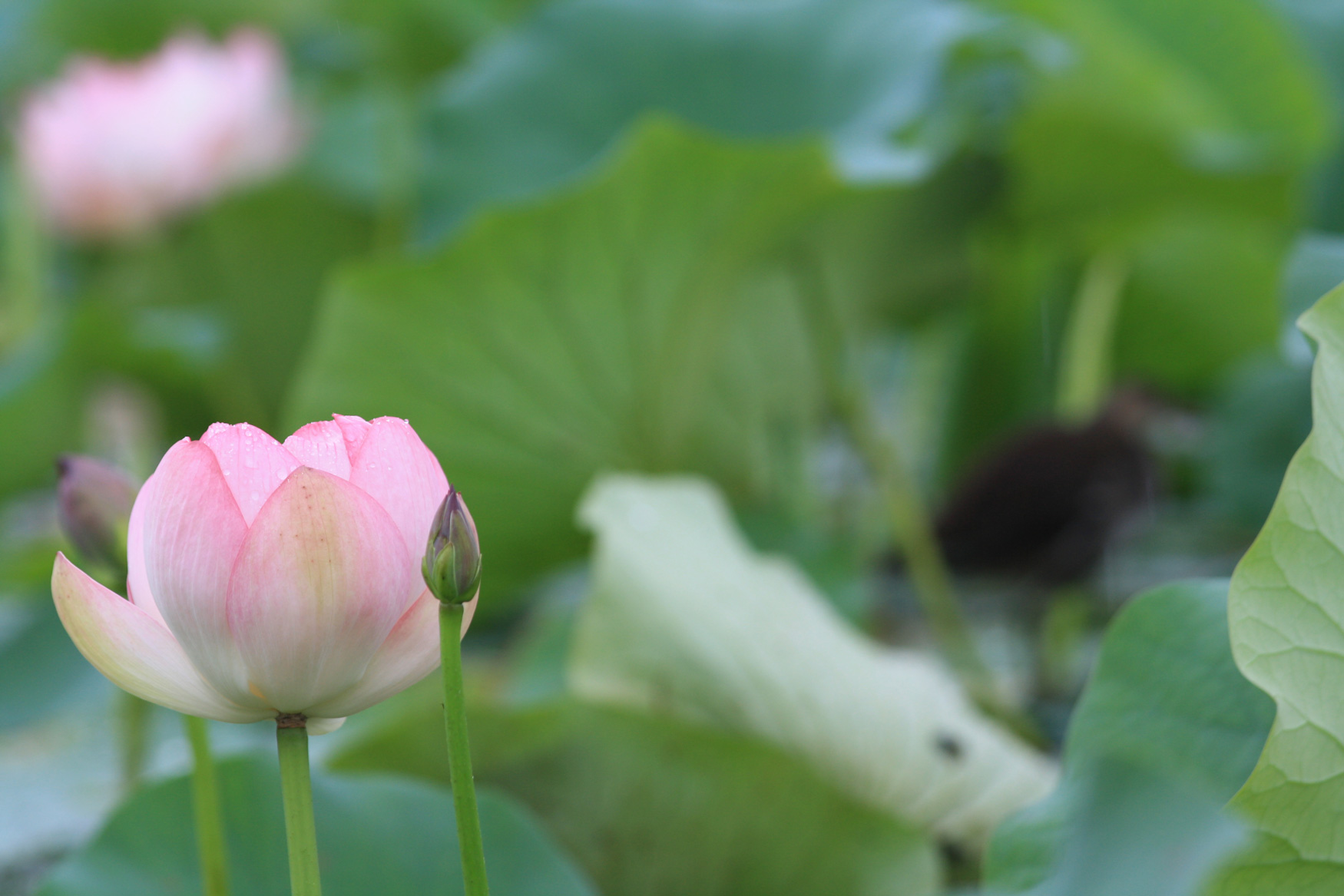 nenuphar-rose photo d'un nénuphar fermé