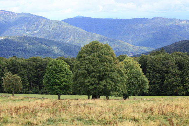 arbre-equilibre arbre symbolise d'équilibre