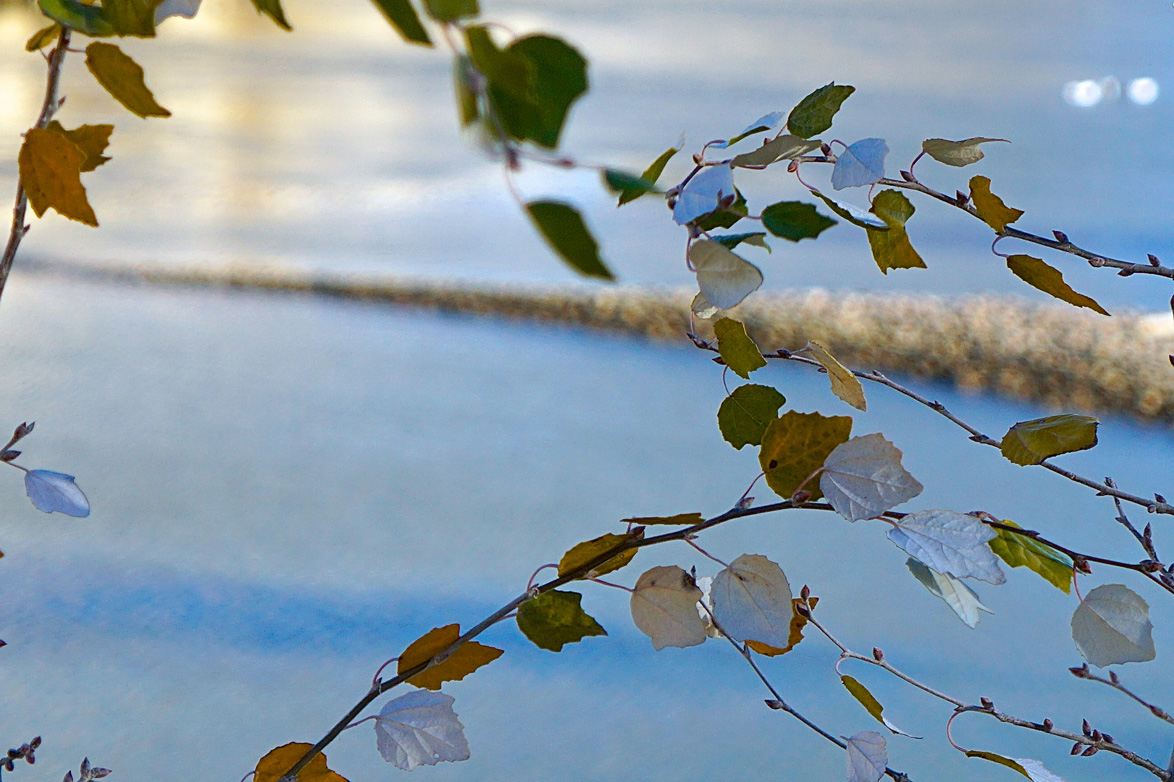 feuilles-espace Feuille sur fond bleu