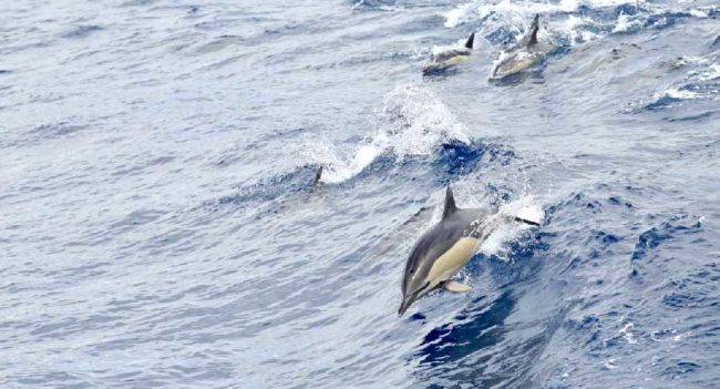 dauphin1
