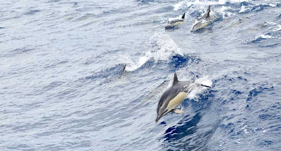 dauphin1