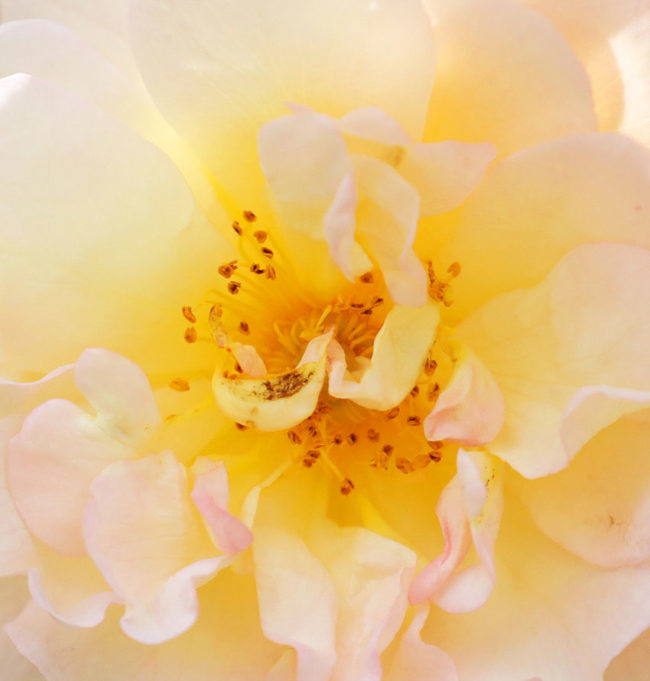 rose-vibration2